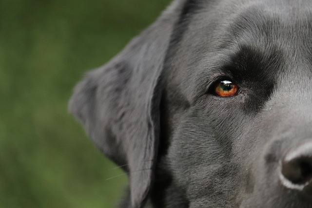 Pet Shop Deverá Indenizar Por Morte de Cachorro